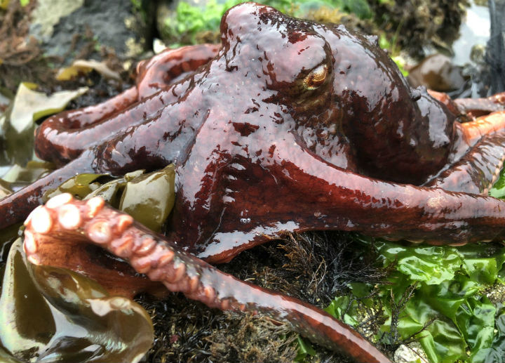 Pacific Red Octopus